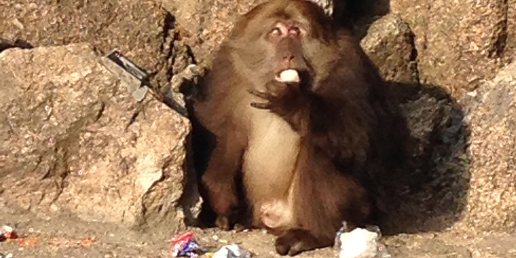 Huangshan monkey